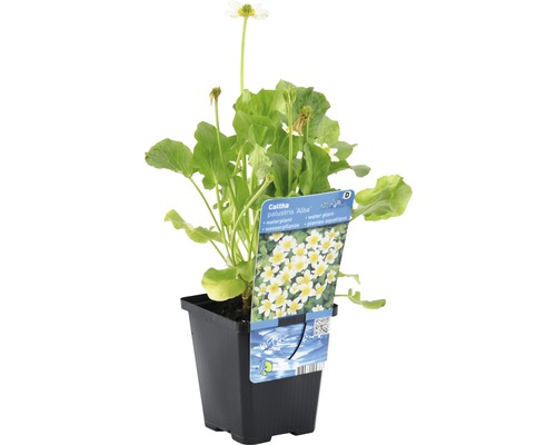 Dotterbloem ''Alba'' in een pot