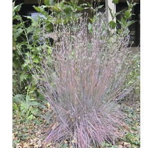 Pijpenstrootje in de tuin