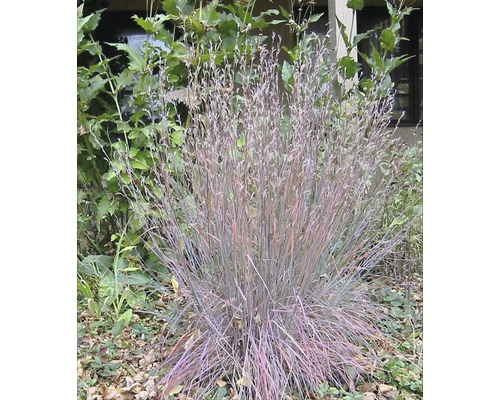 FLORASELF® Prairiegras Schizachryum scoparium 'Blue Heaven'