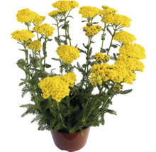 Duizendblad in een pot