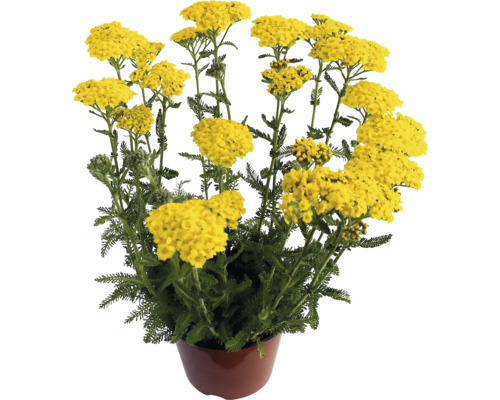 Duizendblad in een pot