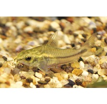 Corydoras siervis in aquarium