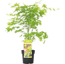 FLORASELF® Japanse esdoorn Acer Palmatum 'Going Green' potmaat Ø 19 cm