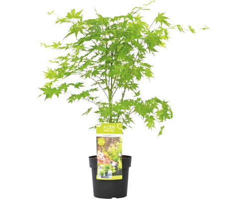 FLORASELF® Japanse esdoorn Acer Palmatum 'Going Green' potmaat Ø 19 cm