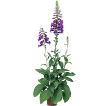 Bloeiende vingerhoedskruid plant in pot.