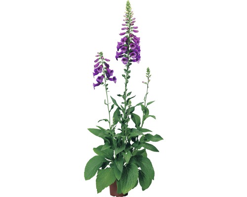 Bloeiende vingerhoedskruid plant in pot.