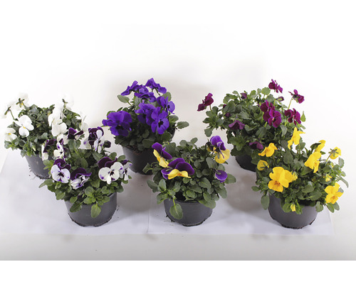 Verschillend gekleurde viooltjes in potten