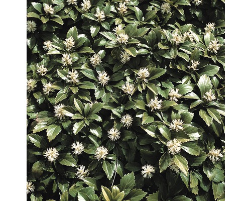 FLORASELF Schaduwkruid Pachysandra terminalis potmaat Ø 25 cm H 5 cm FLORASELF Schaduwkruid Pachysandra terminalis potmaat Ø 25 cm H 5 cm