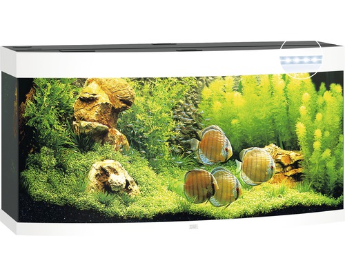 Volledig ingericht aquarium met vissen, planten en verlichting