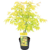 Japanse esdoorn in pot