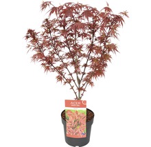 Japanse esdoorn ''Shaina'' in pot