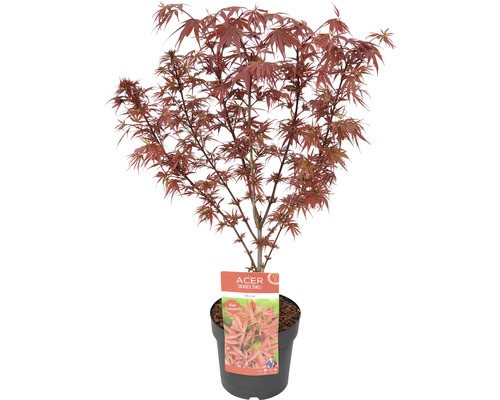 FLORASELF® Japanse esdoorn Acer Palmatum 'Shaina' potmaat Ø 19 cm