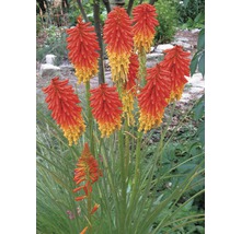 FLORASELF Vuurpijl Kniphofia uvaria potmaat 0,5 liter H 10-40 cm