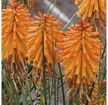 Fakkellelie met oranje bloemen