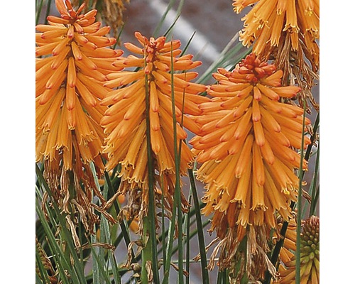 FLORASELF Vuurpijl Kniphofia uvaria potmaat 0,5 liter H 10-40 cm