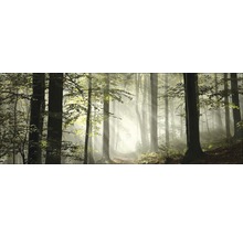 Boslandschap met bomen en zonnestralen