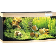 Decoratief aquarium met vissen, planten en verlichting