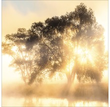 Bomen aan de oever van een meer in het gouden ochtendlicht