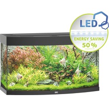 Aquarium met vissen en planten