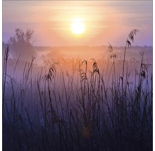 Ochtendlandschap met riet en opkomende zon