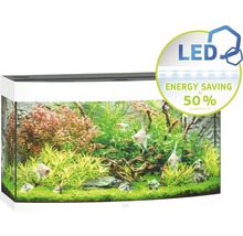 Aquarium met vissen en waterplanten
