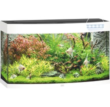 Aquarium met vissen en planten