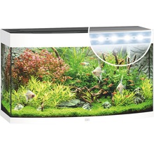 Decoratief aquarium met vissen, planten en verlichting