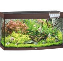 Aquarium met planten en vissen van het merk Juwel