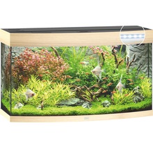 Ingericht aquarium met vissen en planten