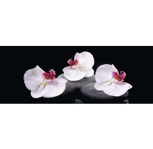 Drie witte orchideeën bloemen op stenen