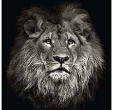 Portret van een leeuw