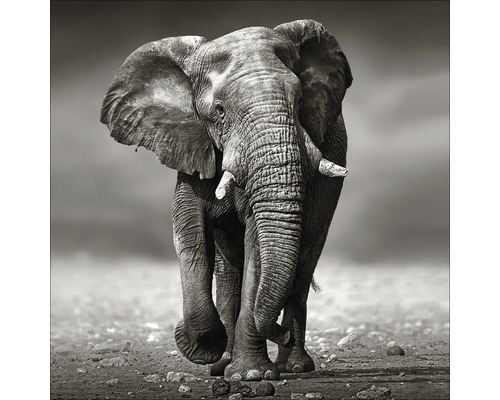 PURE LIVING Schilderij glas Grey Elephant 20x20 cm