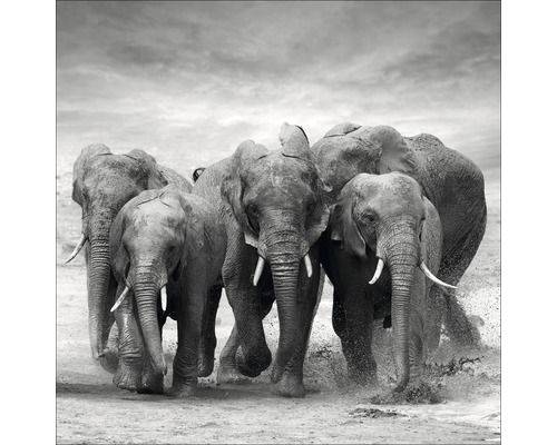 PURE LIVING Schilderij glas Elephant Family 20x20 cm