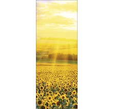 Zonnebloemveld onder heldere hemel