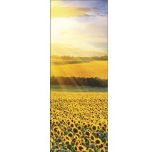 Panoramisch uitzicht op een zonnebloemveld