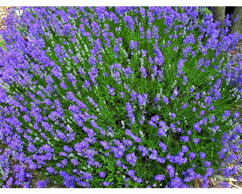 Bloeiende lavendelstruik in de tuin