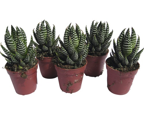 Vijf Haworthia zebra-succulenten in potten