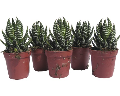 Vijf Haworthia zebra vetplanten in potten