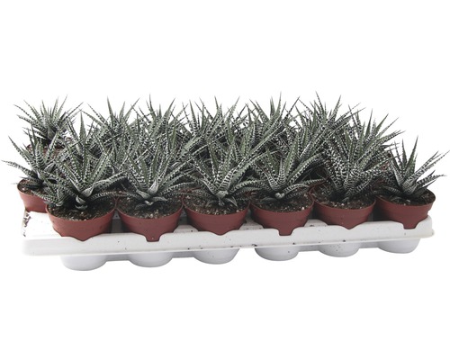 Tray met Haworthia potplanten