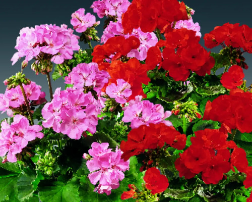 Geraniums met groene bladeren en rode en roze bloemen