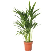 Areca palm in pot
