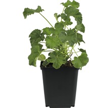 Geranium in een pot