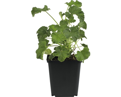 Geranium in een pot