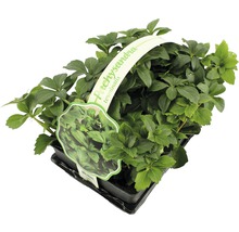 Japanse schaduwkruid plant in pot