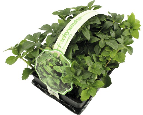 Japanse schaduwkruid plant in pot