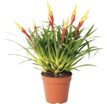 Vriesea kamerplant in pot