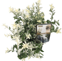 Euonymus fortunei Harlekijn in pot