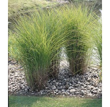 Chinees riet in de tuin