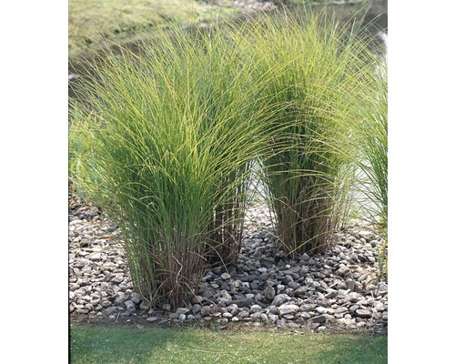 FLORASELF Prachtriet Miscanthus sinensis 'Gracillimus' potmaat Ø 19 cm H 10-100 cm Chinees riet in de tuin