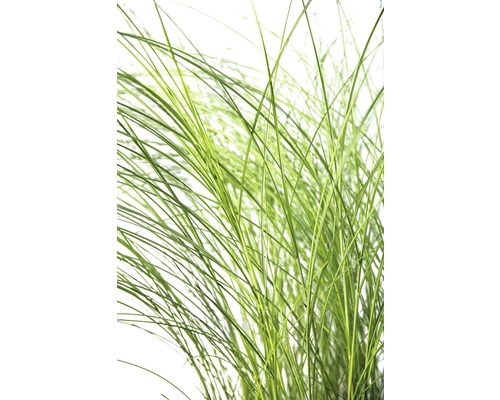 FLORASELF Prachtriet Miscanthus sinensis 'Gracillimus' potmaat Ø 24 cm H 20-100 cm FLORASELF Prachtriet Miscanthus sinensis 'Gracillimus' potmaat Ø 24 cm H 20-100 cm